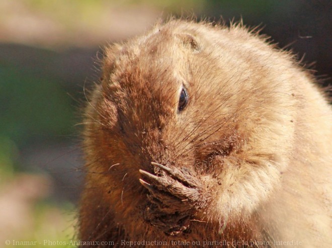 Photo de Chien de prairie