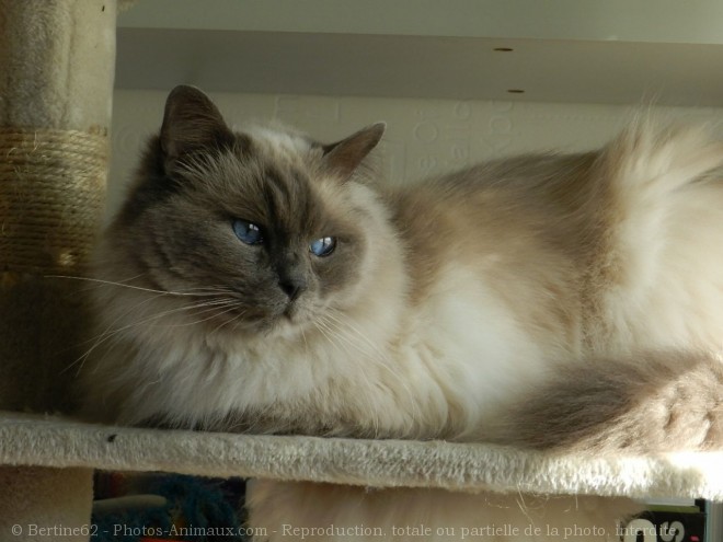 Photo de Ragdoll