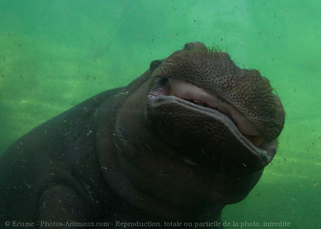 Photo de Hippopotame