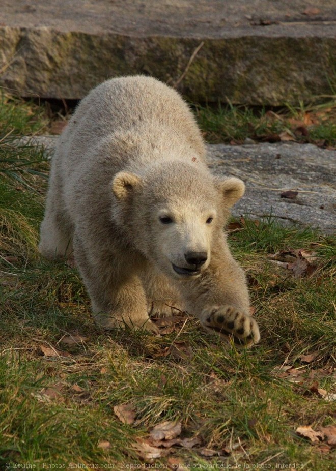 Photo d'Ours