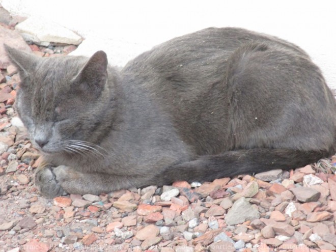 Photo de Chat domestique