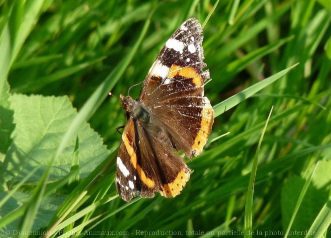 Photo de Papillon - vulcain