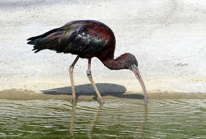 Photo d'Ibis falcinelle