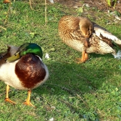 Photo de Canard colvert