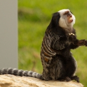 Photo de Singe - ouistiti de geoffroy