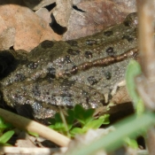 Photo de Grenouille - rainette