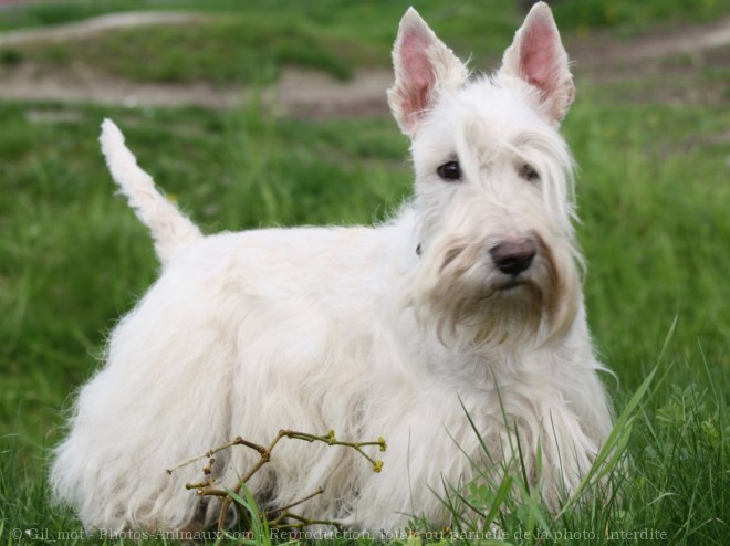 Photo de Scottish terrier