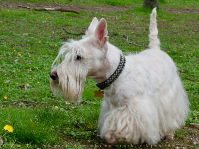 Photo de Scottish terrier