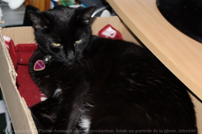 Photo de Chat domestique