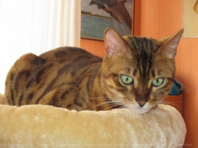 Photo de Bengal