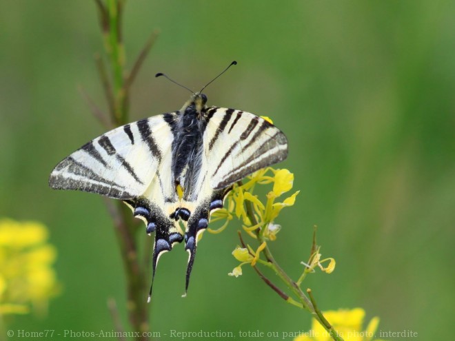 Photo de Papillon - flamb