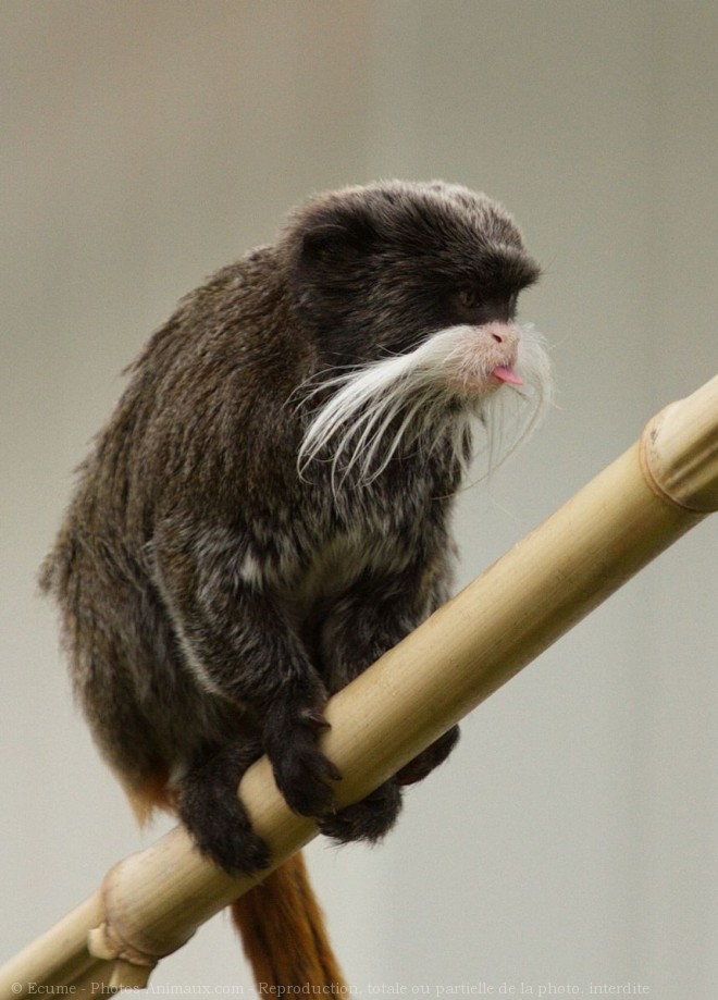 Photo de Singe - tamarin empereur