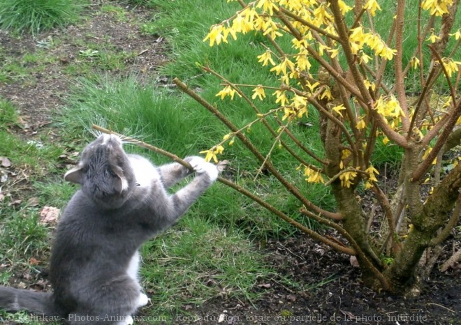 Photo de Chat domestique