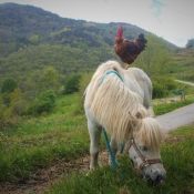 Photo de Poney (toutes races)