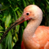 Photo d'Ibis rouge