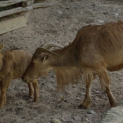 Photo de Mouflon