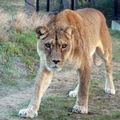 Photo de Lion