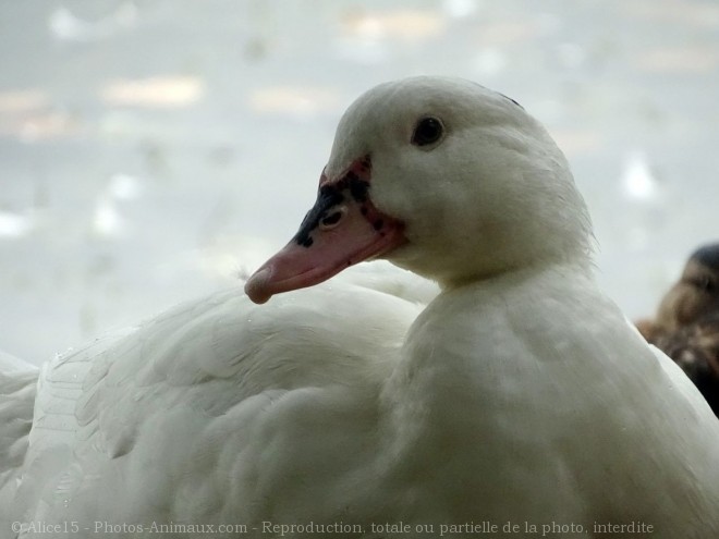 Photo de Canard