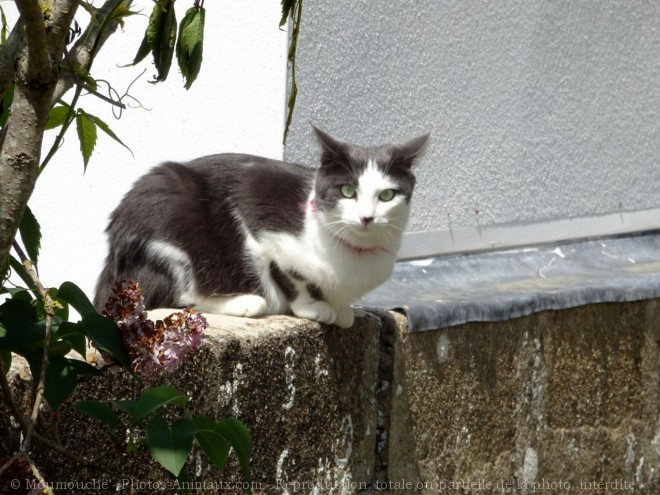 Photo de Chat domestique