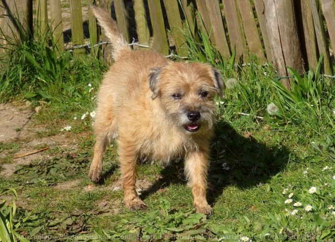 Photo de Border terrier