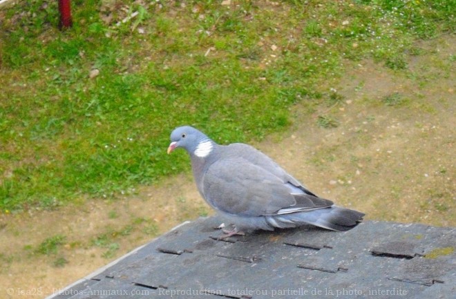 Photo de Pigeon