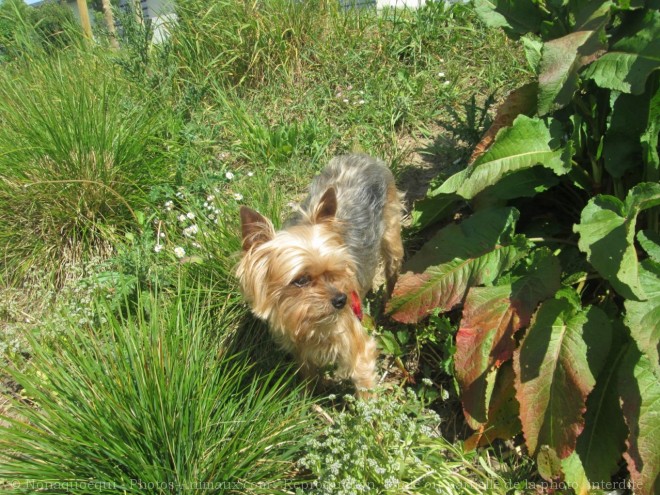 Photo de Yorkshire terrier