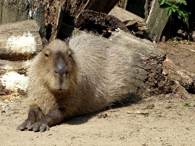 Photo de Cabiai ou capybara