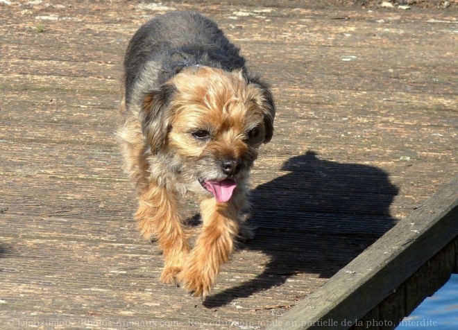 Photo de Border terrier