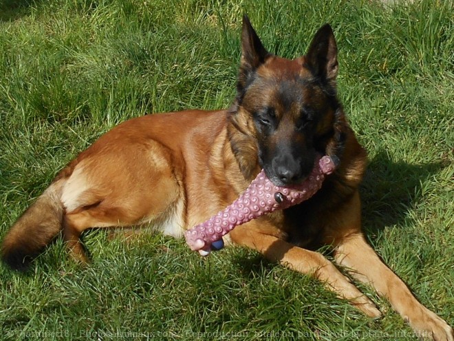 Photo de Berger belge malinois