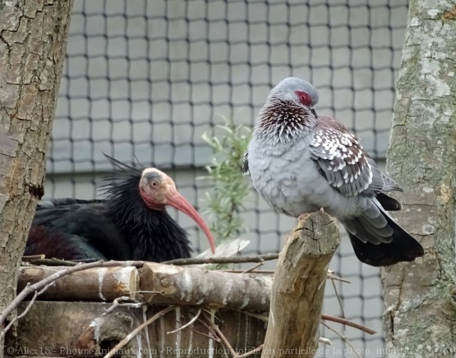 Photo d'Ibis chauve