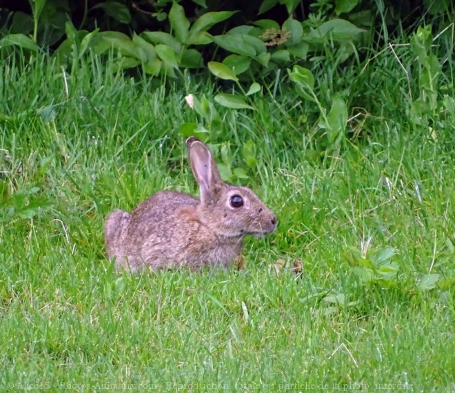 Photo de Lapin