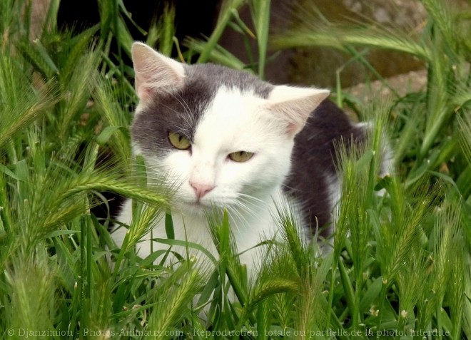 Photo de Chat domestique