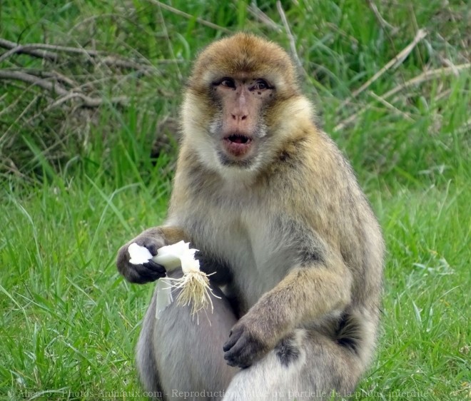 Photo de Singe - magot