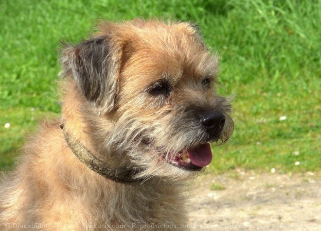 Photo de Border terrier