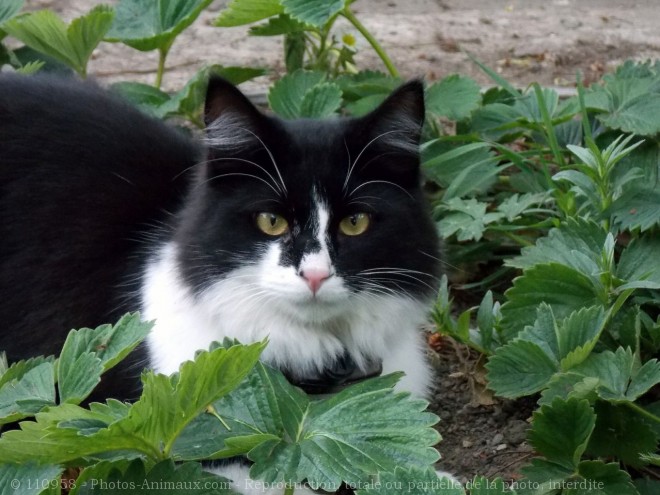 Photo de Chat domestique