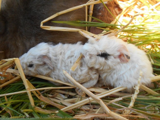 Photo de Cochon d'inde