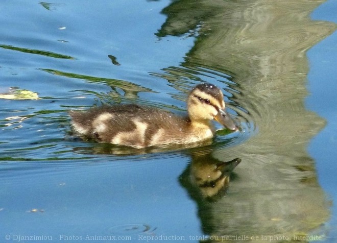 Photo de Canard colvert