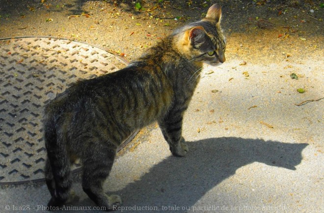 Photo de Chat domestique