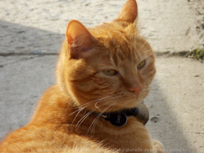 Photo de Chat domestique