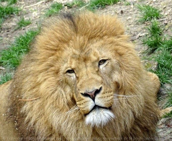 Photo de Lion