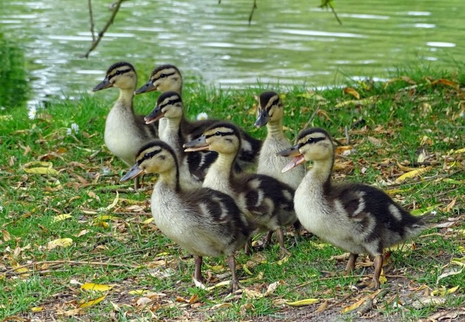 Photo de Canard colvert