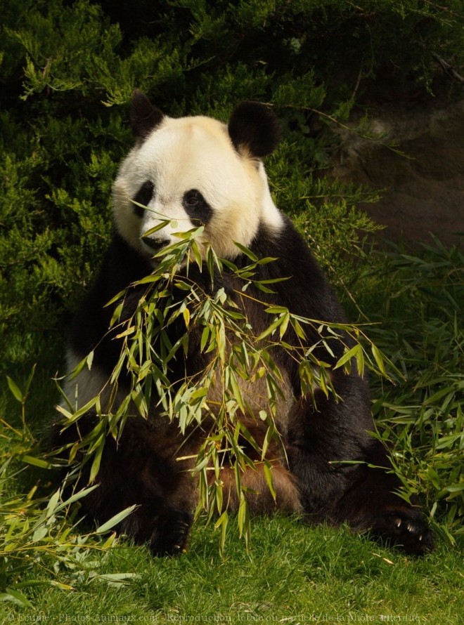 Photo de Panda