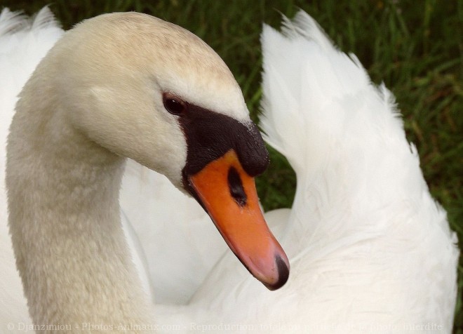 Photo de Cygne