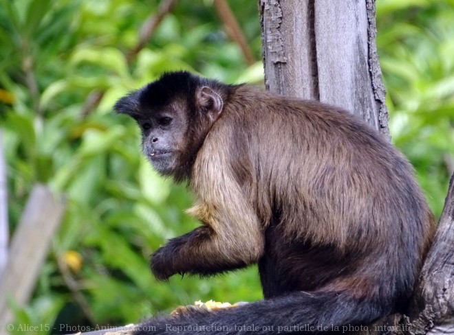 Photo de Singe - capucin