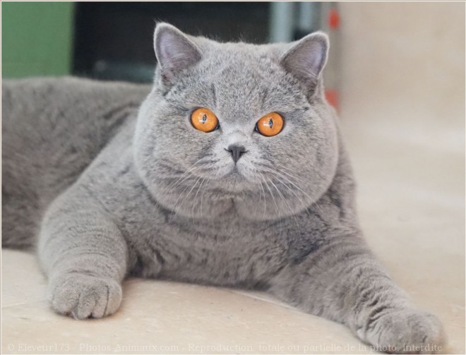 Photo de British shorthair