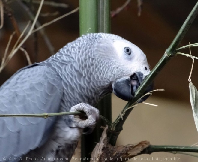 Photo de Perroquet - gris du gabon