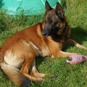 Photo de Berger belge malinois