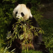 Photo de Panda