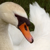 Photo de Cygne