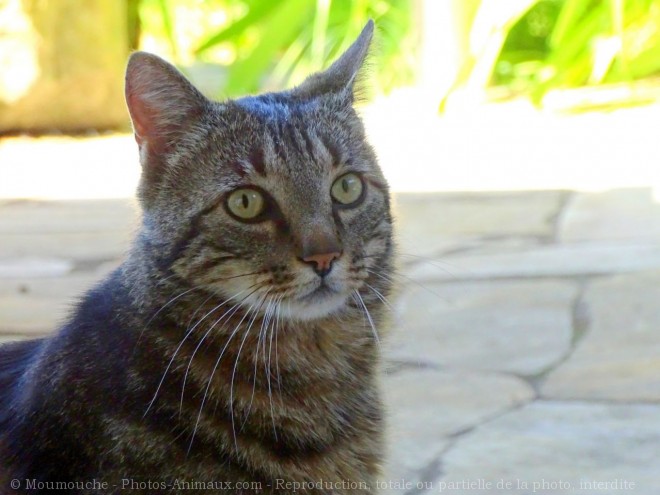 Photo de Chat domestique